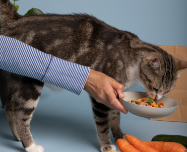 Витамины и антиоксиданты для поддержки здоровья почек