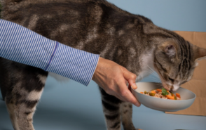 Принципы кормления домашних питомцев при ХПН