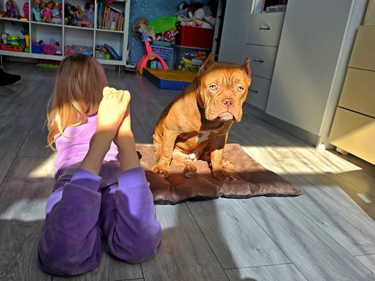 Американский булли с девочкой в квартире фото амбулли 5 месяцев