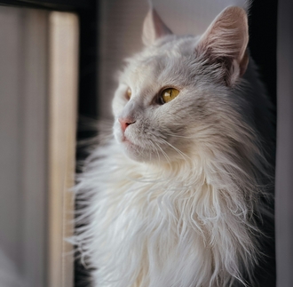 Кошка с диабетом принимает Ипакитин