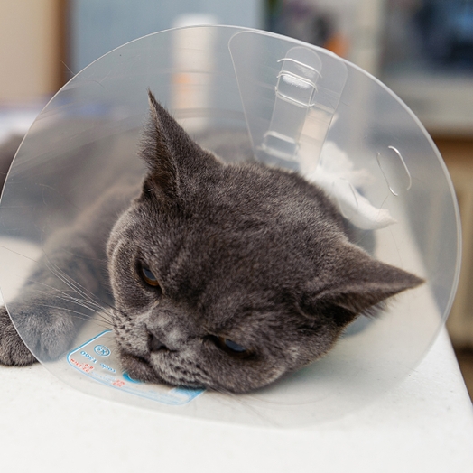 Кастрация кота 