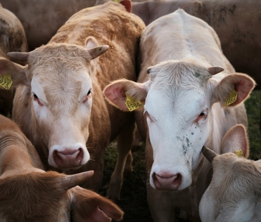 Сравнение кожи теленка до и после лечения Имаверолом