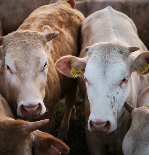 Сравнение кожи теленка до и после лечения Имаверолом