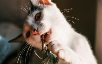 Сравнение методов введения Пронефра