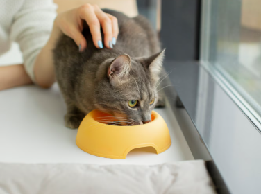 Гидратация: как обеспечить достаточное потребление воды