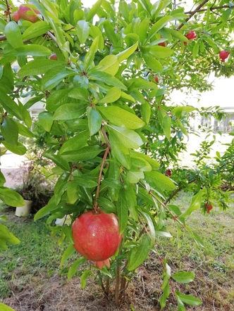 Гревилея розмаринолистная