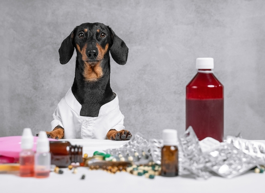 Стадии ХБП IRIS у кошек и собак