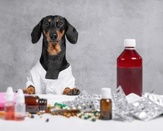 Стадии ХБП IRIS у кошек и собак