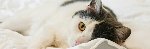 хитозан для животных