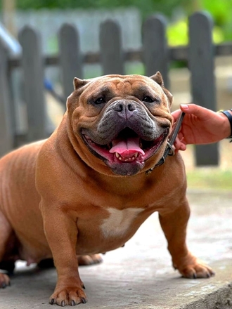 ABKC Мать - JOZEFINA ZVEZDA ADRIATIKI 1