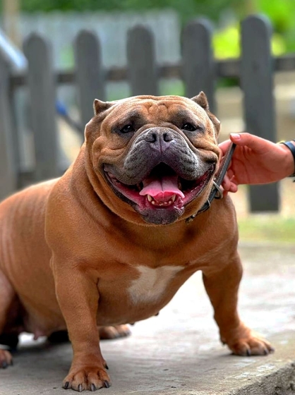 ABKC Мать - JOZEFINA ZVEZDA ADRIATIKI 1