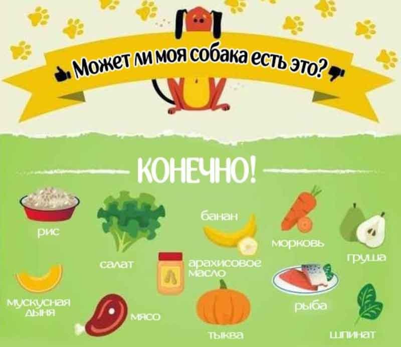 Каким мясом лучше кормить собаку? Разбираем разные виды мяса для собак.