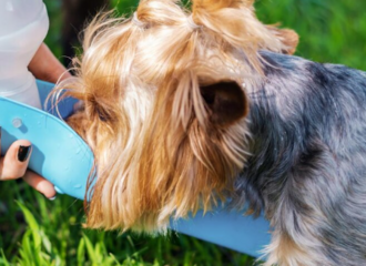 Симптомы почечной недостаточности у собак