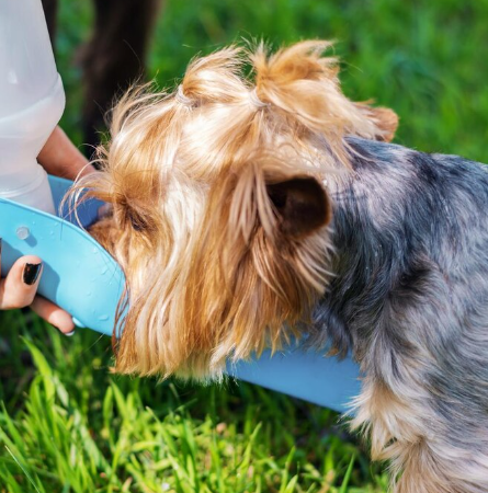 Симптомы почечной недостаточности у собак