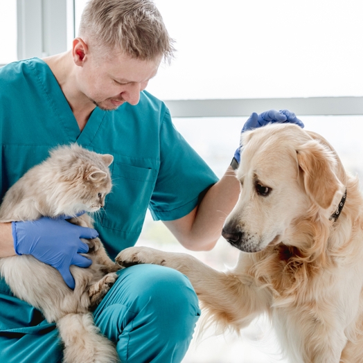 Вакцинация животных