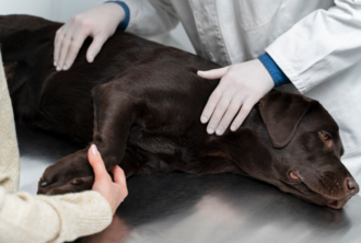 Ультразвуковая диагностика почек