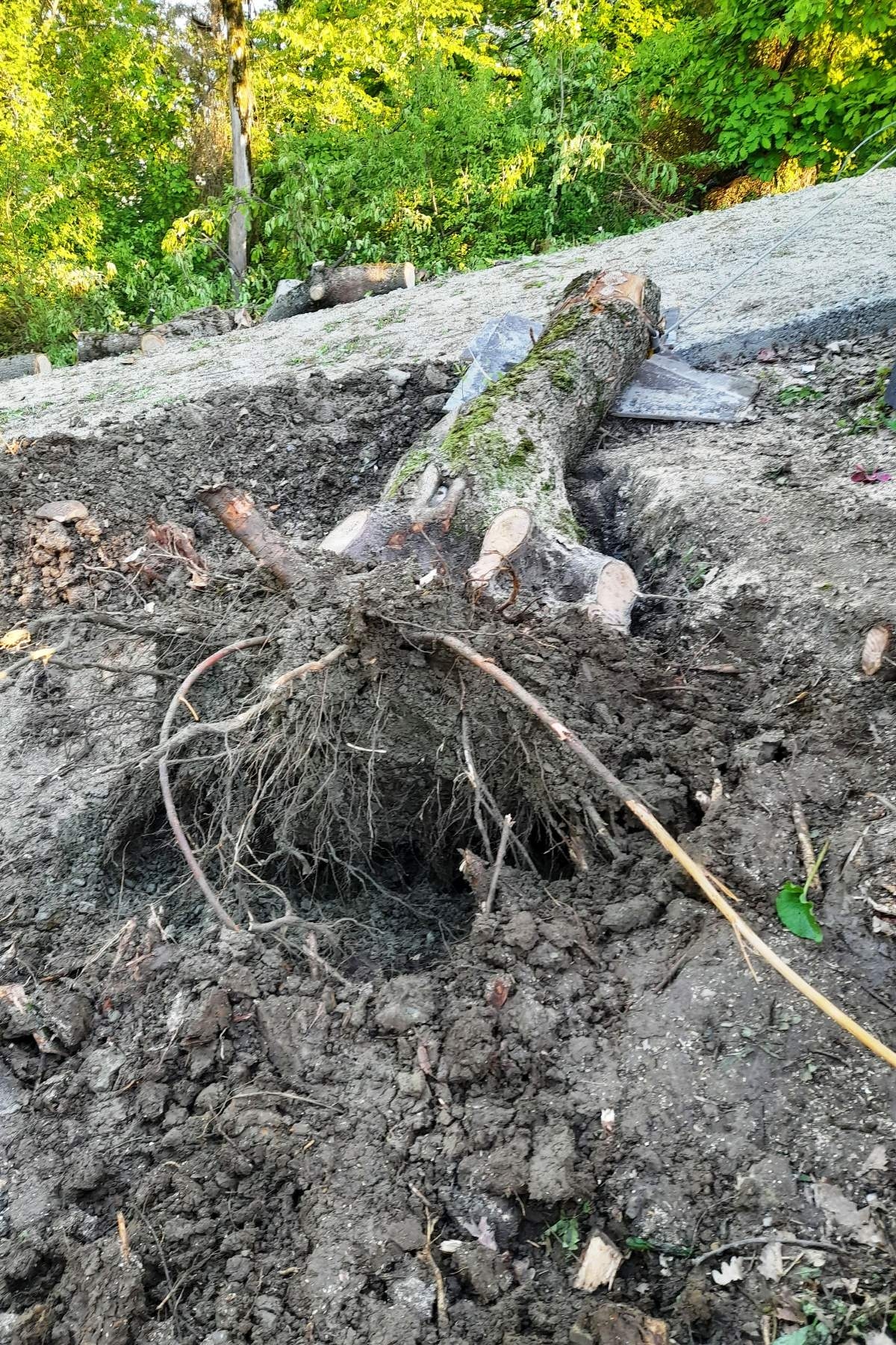Корчевание удаление пней