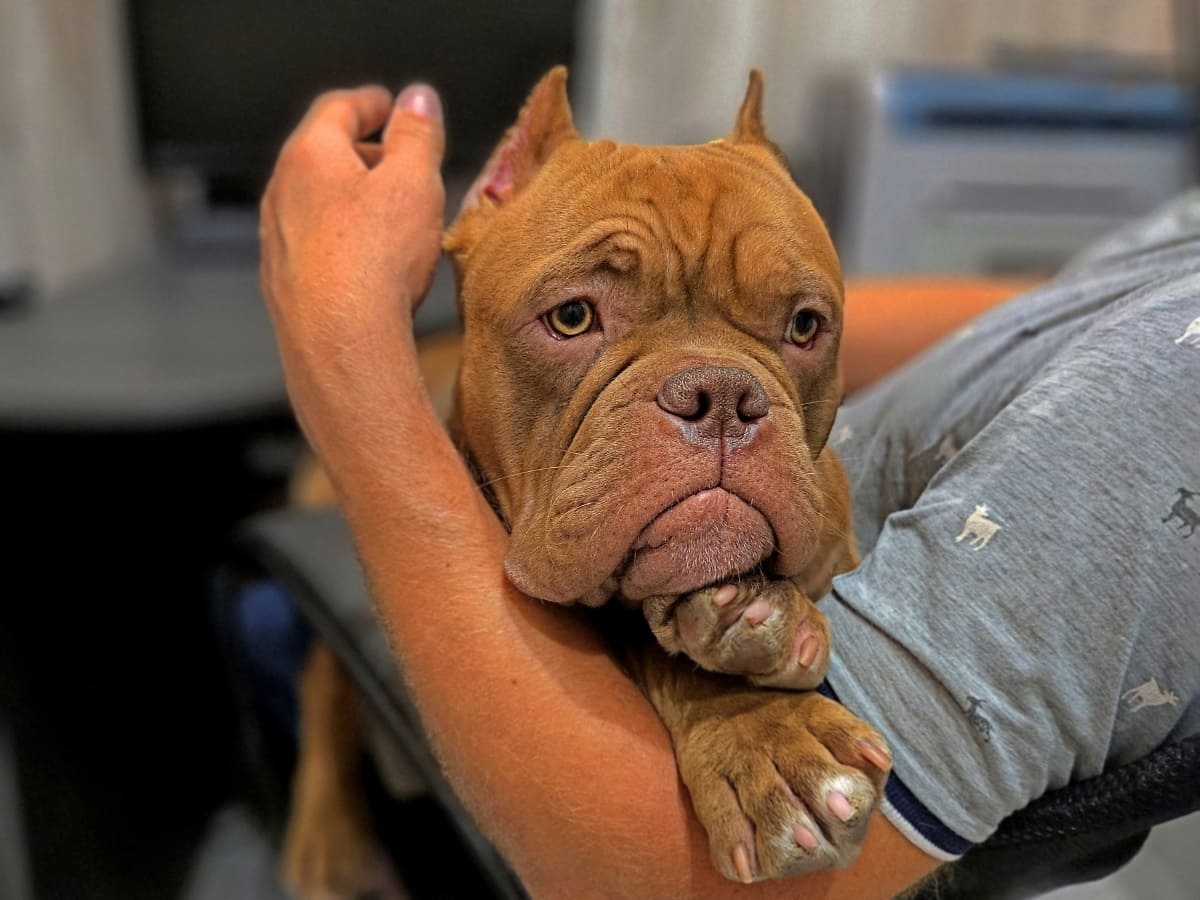 Американский булли на ркуах хозяина фото амбулли 6 месяцев