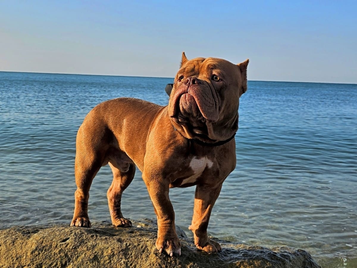 Американский булли на морском берегу фото амбулли 9 месяцев