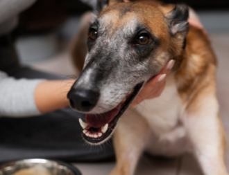 Как помочь питомцу набрать вес при почечной недостаточности?