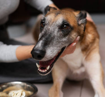 Как помочь питомцу набрать вес при почечной недостаточности?