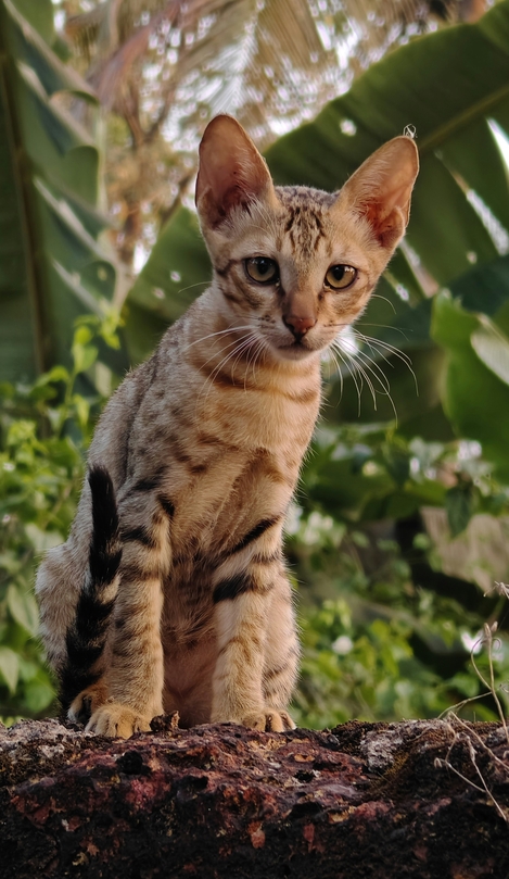 Веселый и здоровый котенок из группы риска