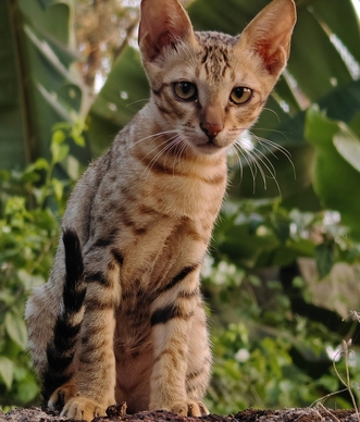 Веселый и здоровый котенок из группы риска