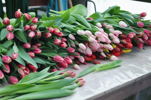 тюльпаны в розницу от производителя в Москве