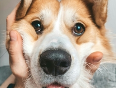 Основные отличия синдрома и болезни Иценко Кушинга. Как избавиться. 