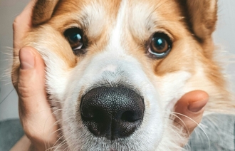 Веторил инструкция: правила применения