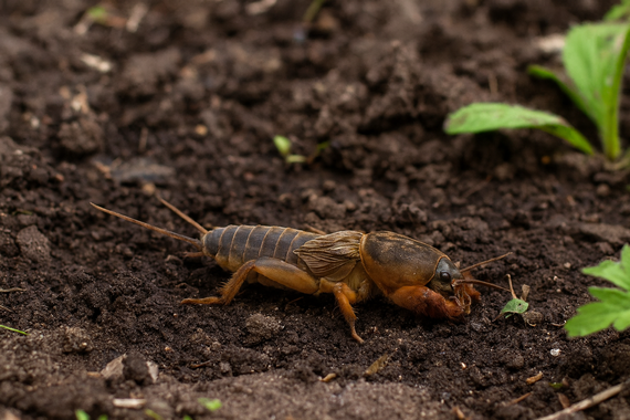 Медведка на клумбе