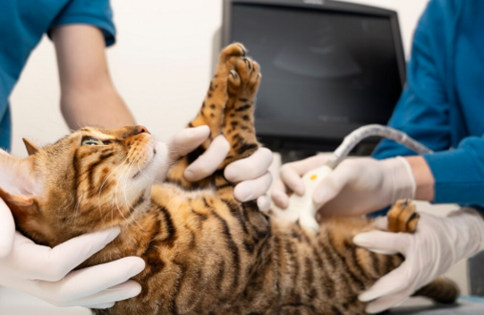 УЗИ почек и его преимущества