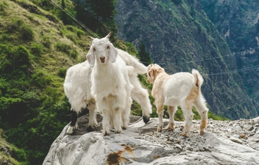 Стадо здоровых коз после лечения лишая