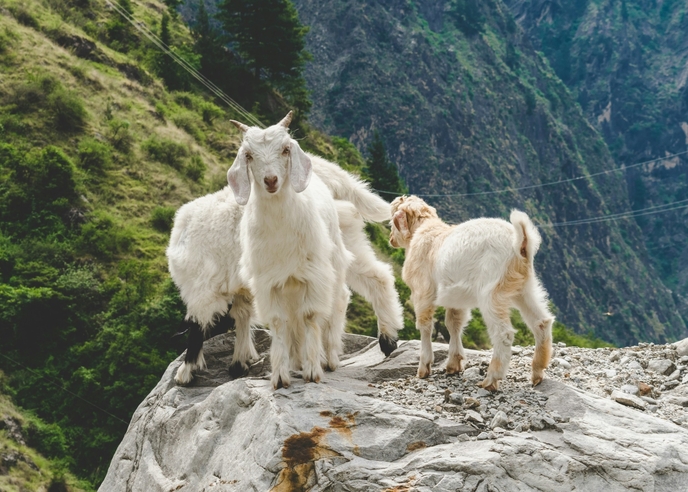 Стадо здоровых коз после лечения лишая