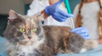 Анализы при ХПН у кошек