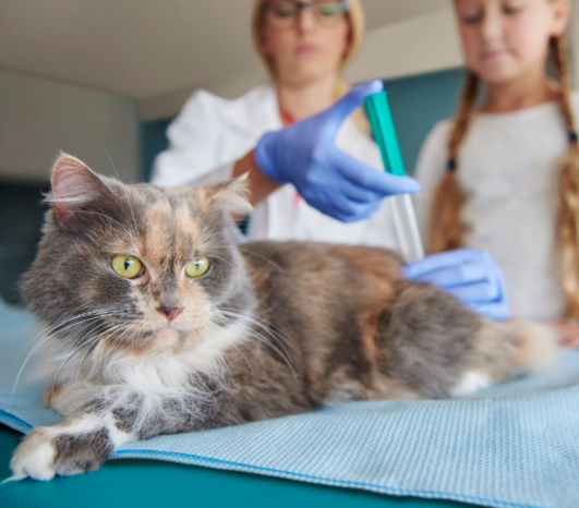 Обзор основных анализов: кровь, моча, UPC