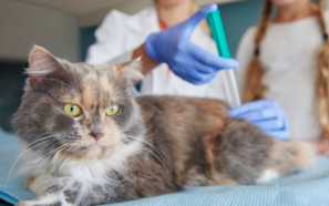 Анализы при ХПН у кошек