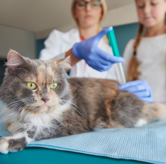 Обзор основных анализов: кровь, моча, UPC