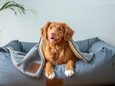 Основные отличия синдрома и болезни Иценко Кушинга. Как избавиться. 