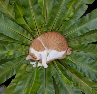 Владелец дает кошке лекарство Ипакитин с кормом