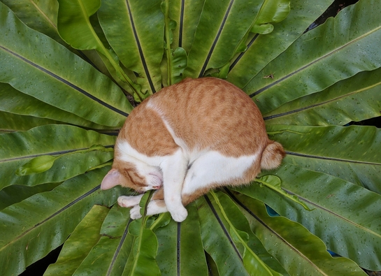 Владелец дает кошке лекарство Ипакитин с кормом