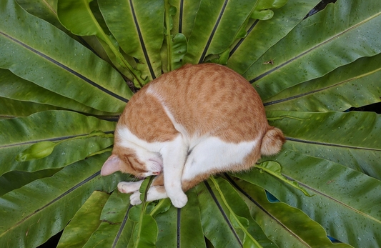 Владелец дает кошке лекарство Ипакитин с кормом