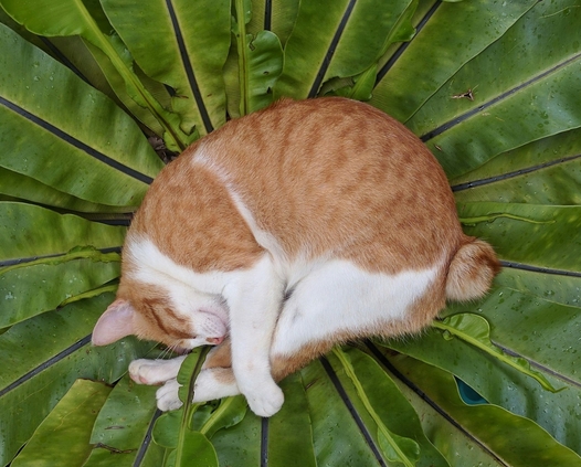 Владелец дает кошке лекарство Ипакитин с кормом