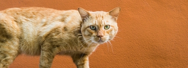 хитозан для кошек при хпн