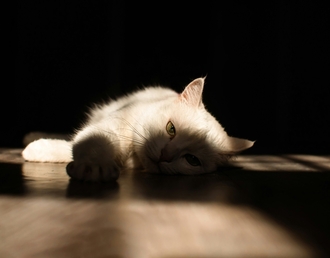 Ipakitine – поддержка почек на ранних стадиях ХПН