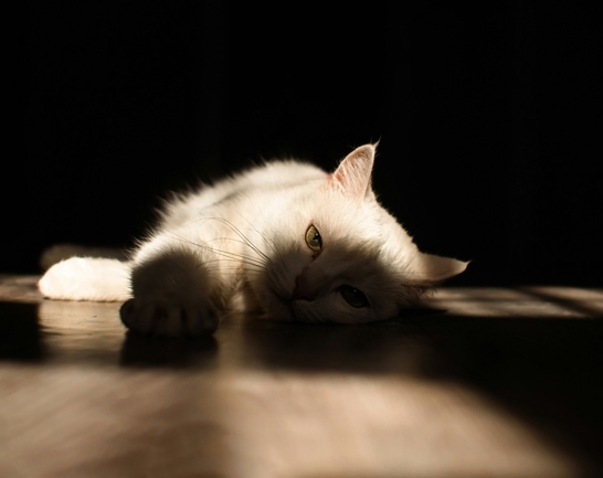 Ipakitine – поддержка почек на ранних стадиях ХПН