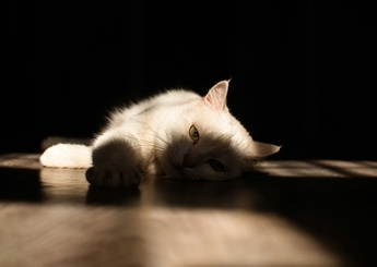 Лечение болезни почек у кошек