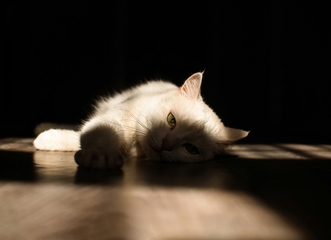 Лечение болезни почек у кошек