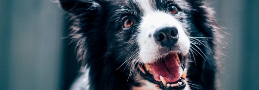 хитозан таблетки отзывы