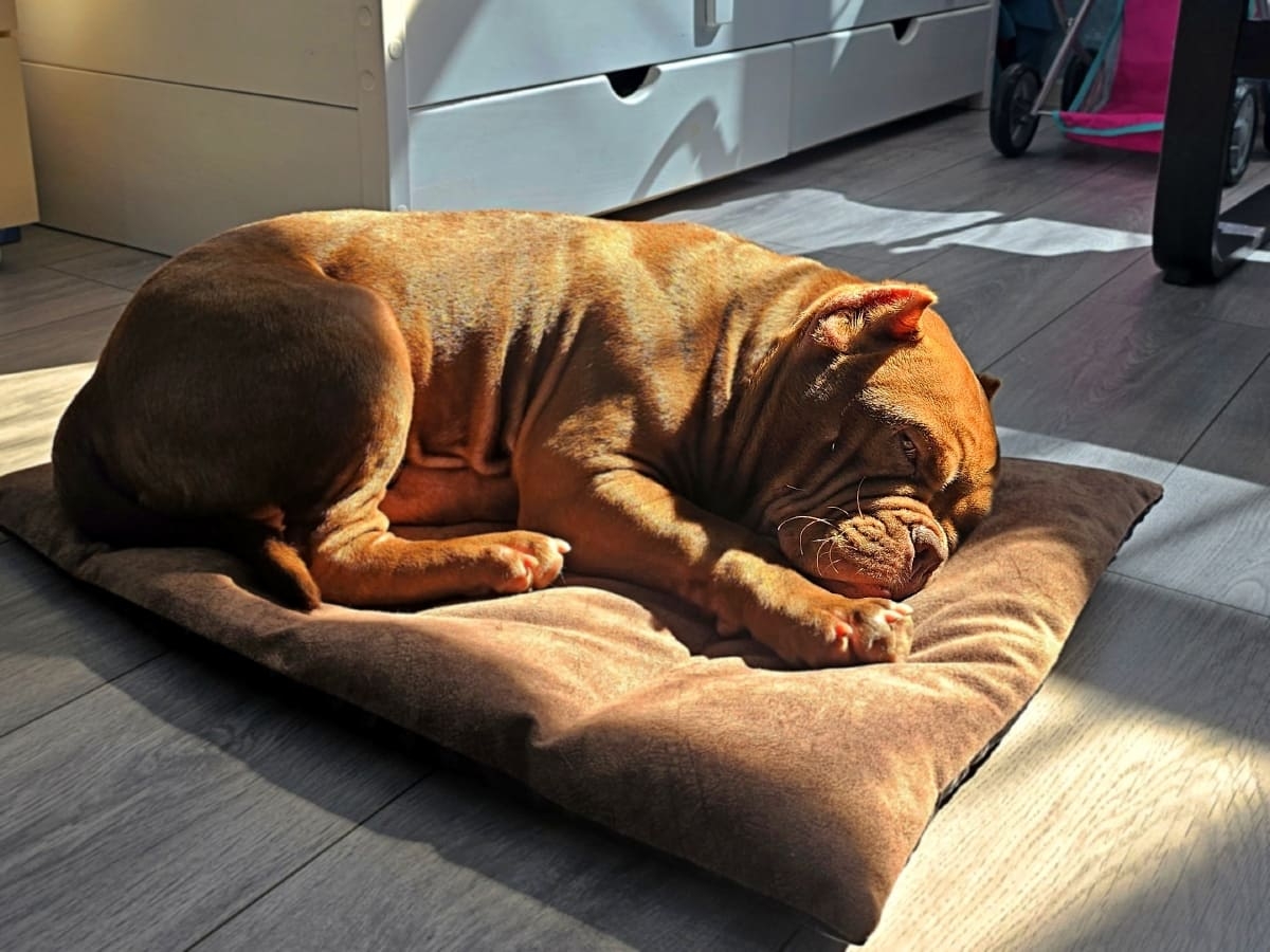 Американский булли спит на солнышке фото амбулли 5 месяцев